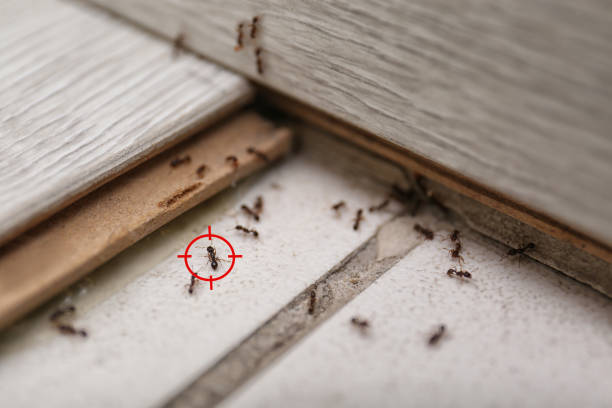 Best Pest Control Treatment  in Grabill, IN